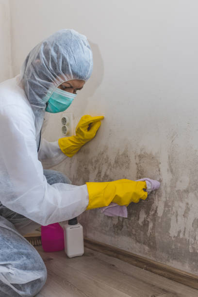  Woodlawn, OH Mold Removal Pros